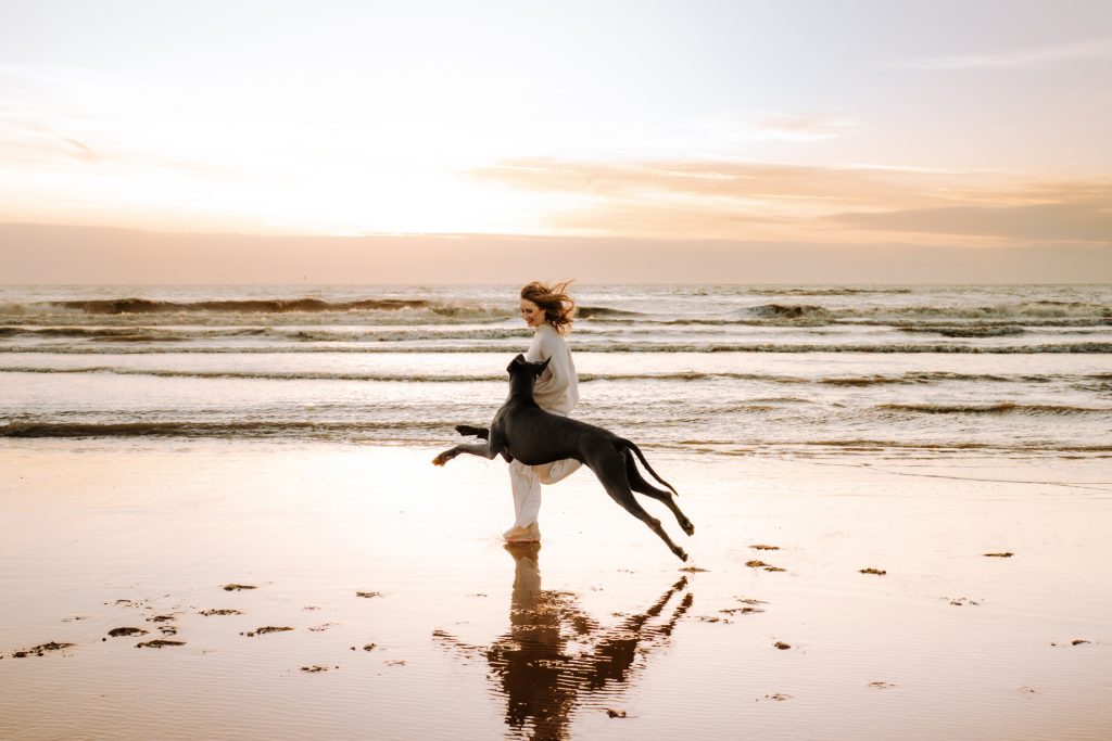 Spielender Hund am Strand von Holland – perfekte Hundefotografie