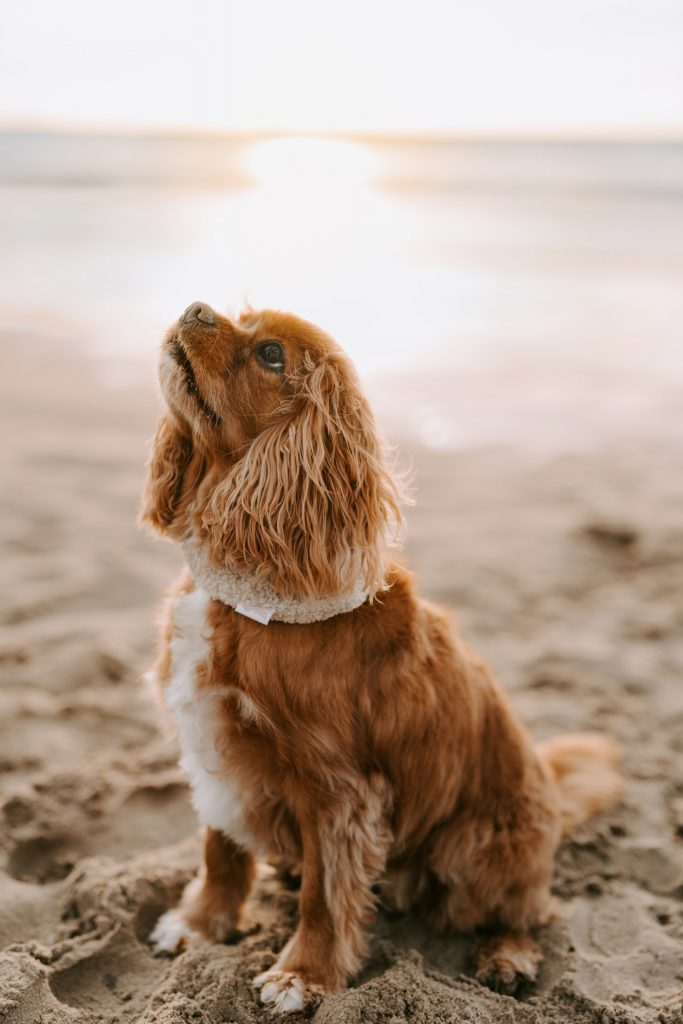 Hundefotografie in Zandvoort: Jimmy spielt in den Wellen