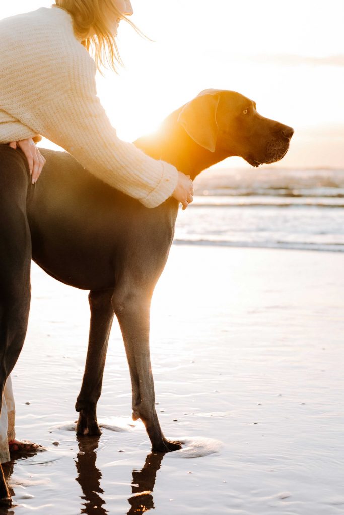 Workshop für Hundefotografen in Holland
